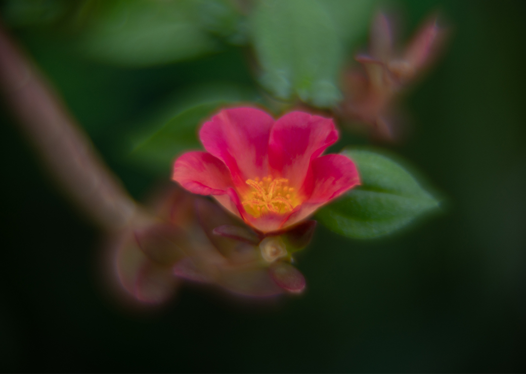 Flora & Fauna's showcase image 2