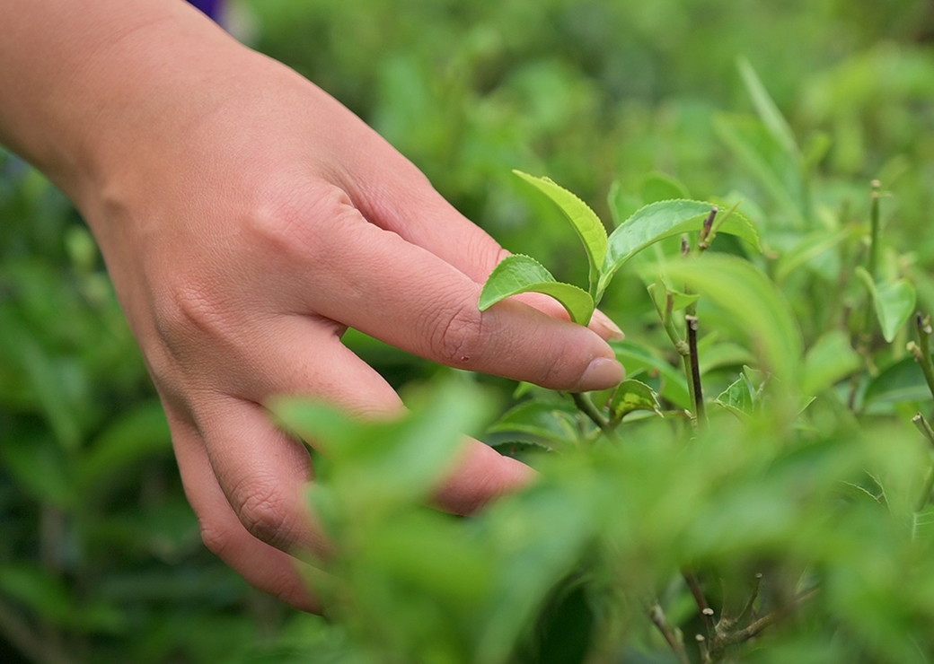 Tea gardens's showcase image 1