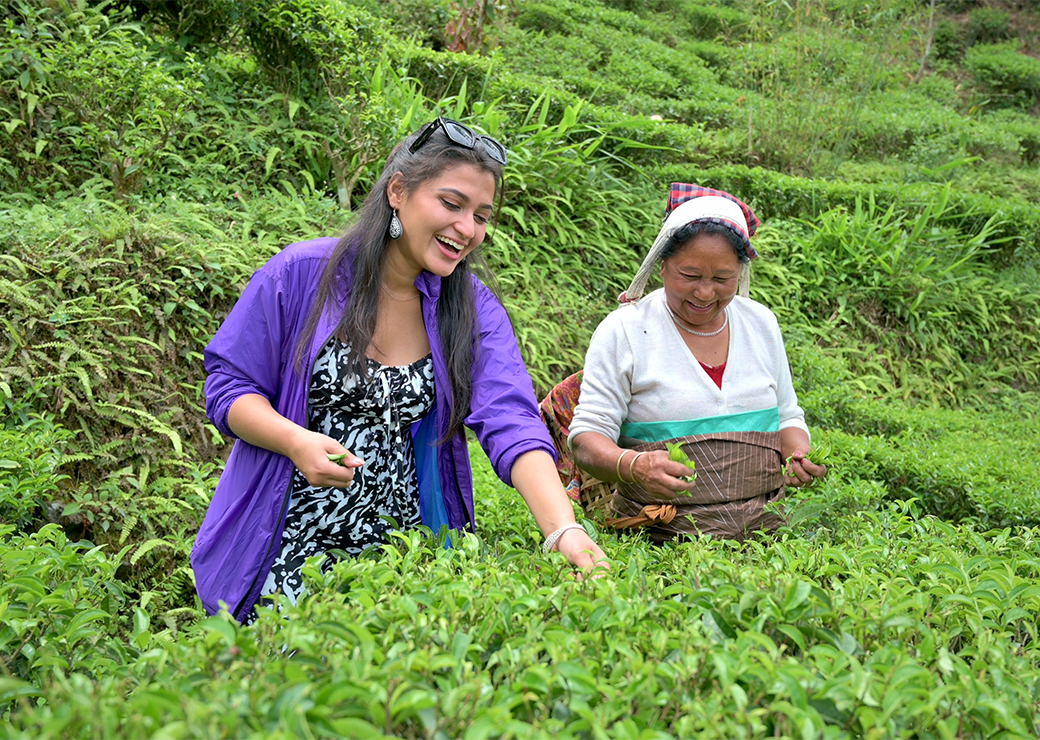 Tea gardens's showcase image 3